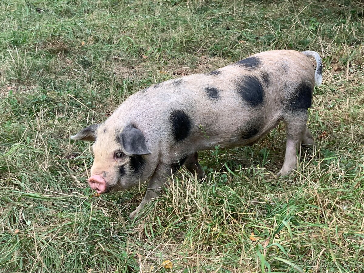 Prodám letošní selata pastevního prasete – typ kune-kune - 2
