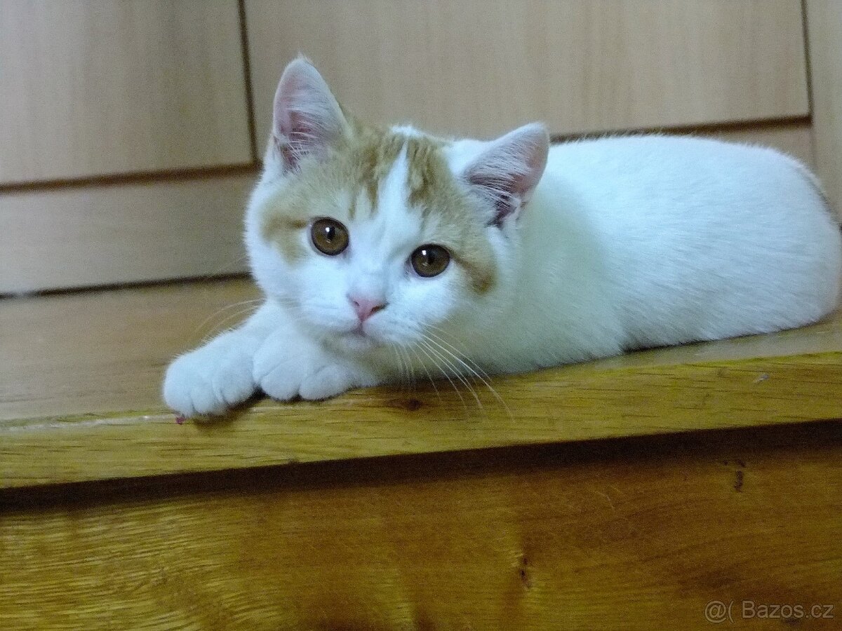 Britská koťata s PP - 2