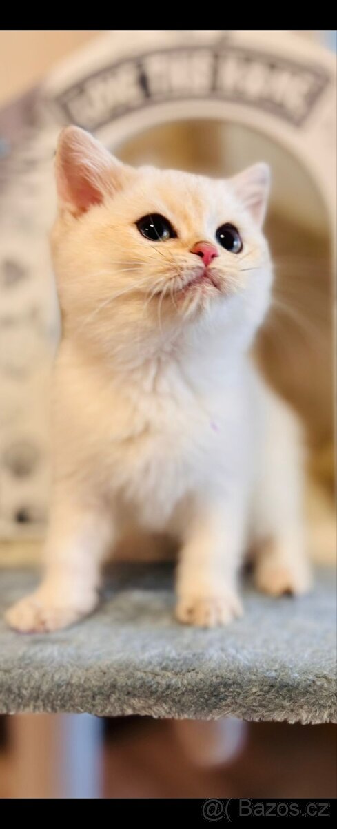 Britská koťátka činčily k odbery hned - 2