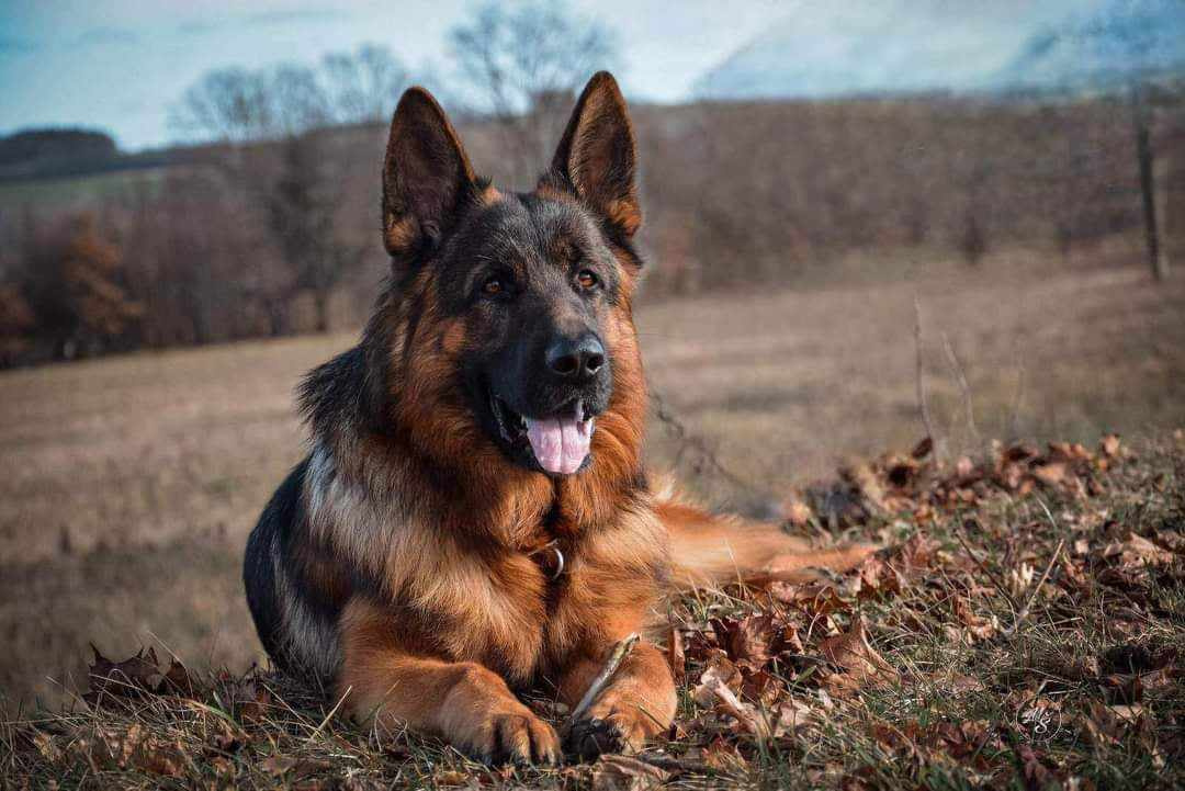 německý ovčák - nádherné štěně fenka - 2