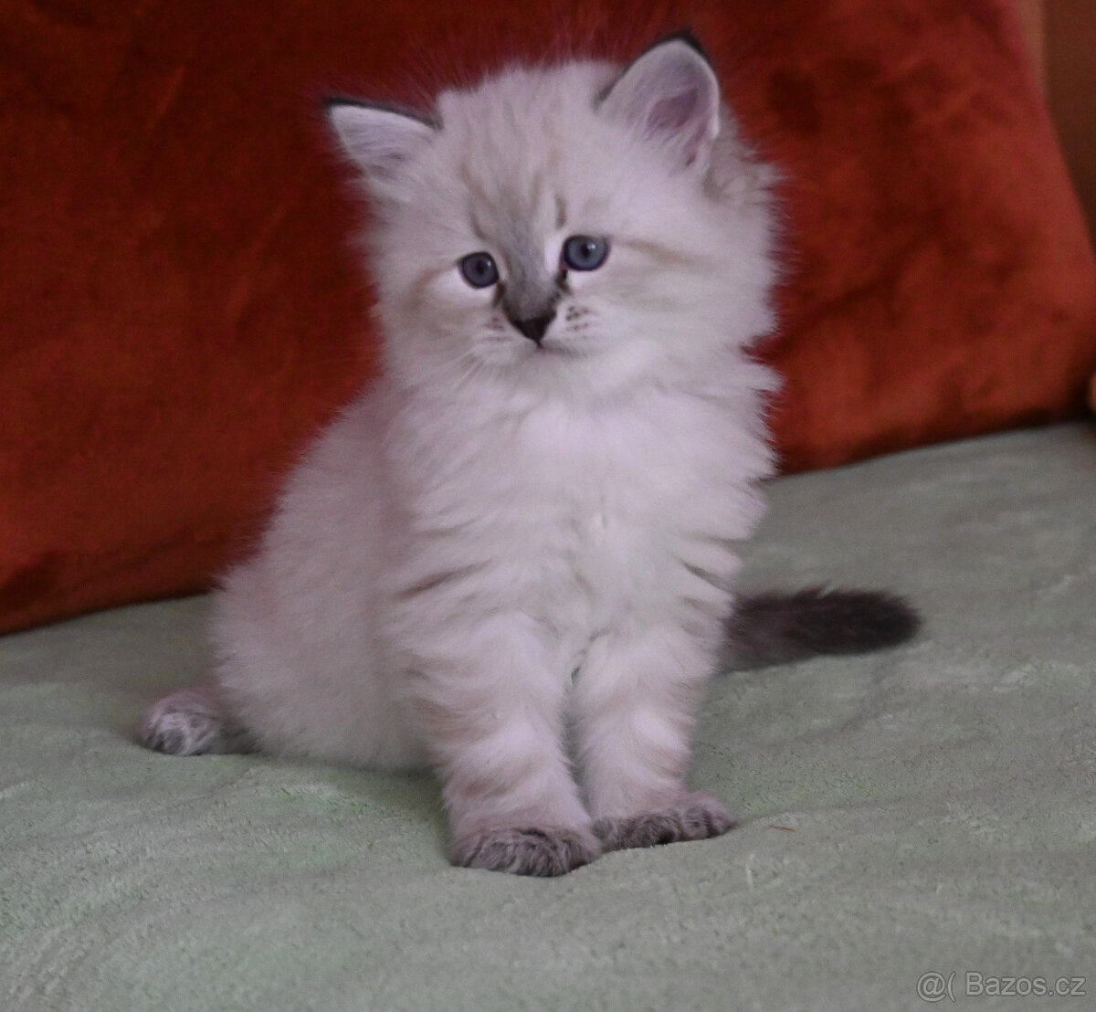 Kocourek Chavier - 2