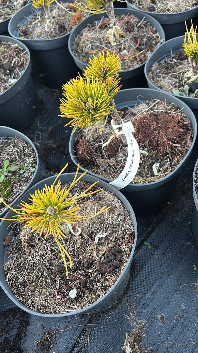 Borovice c2 doprava - 2