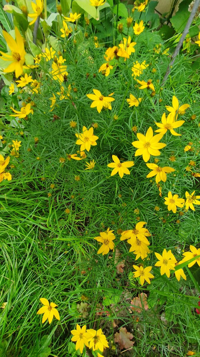 Krásnoočko přeslenité - 2