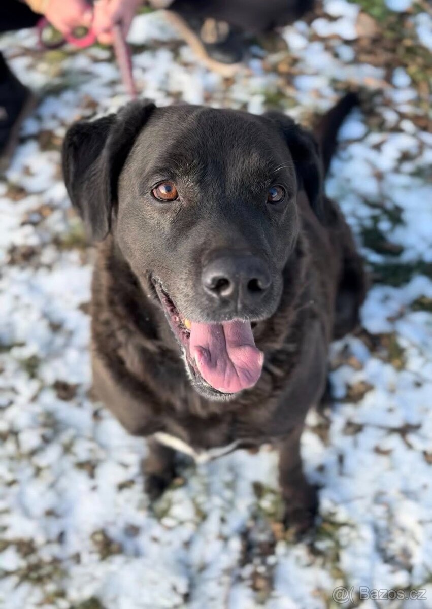 Dasty, kříženec labradora hledá domov - 2