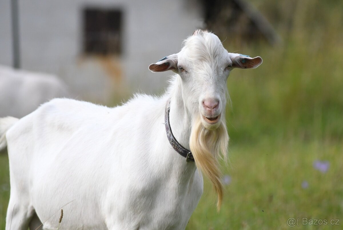 Kozel bílý krátkosrstý s POP - 2