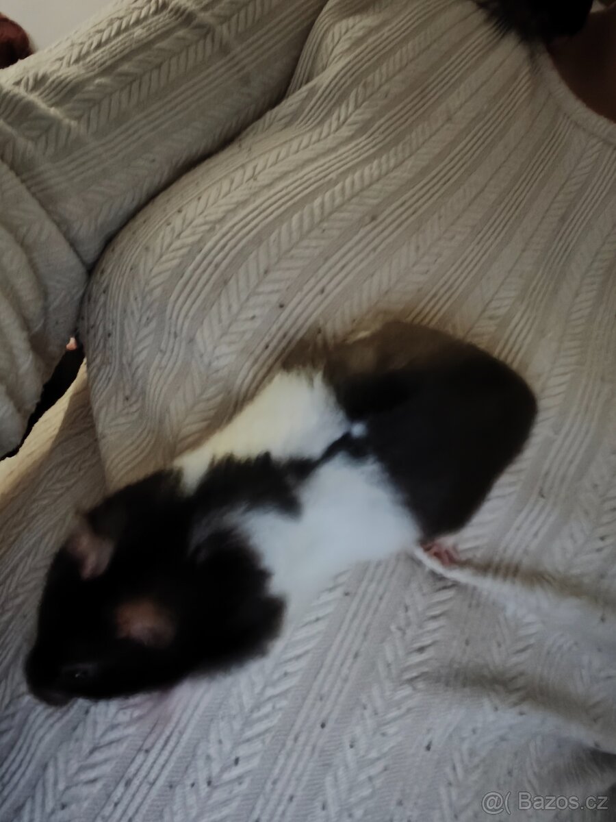 Křeček syrský - 2