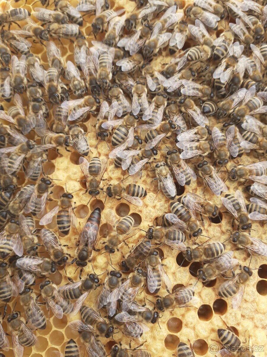 Včelí oddělky jaro 2026 - 2