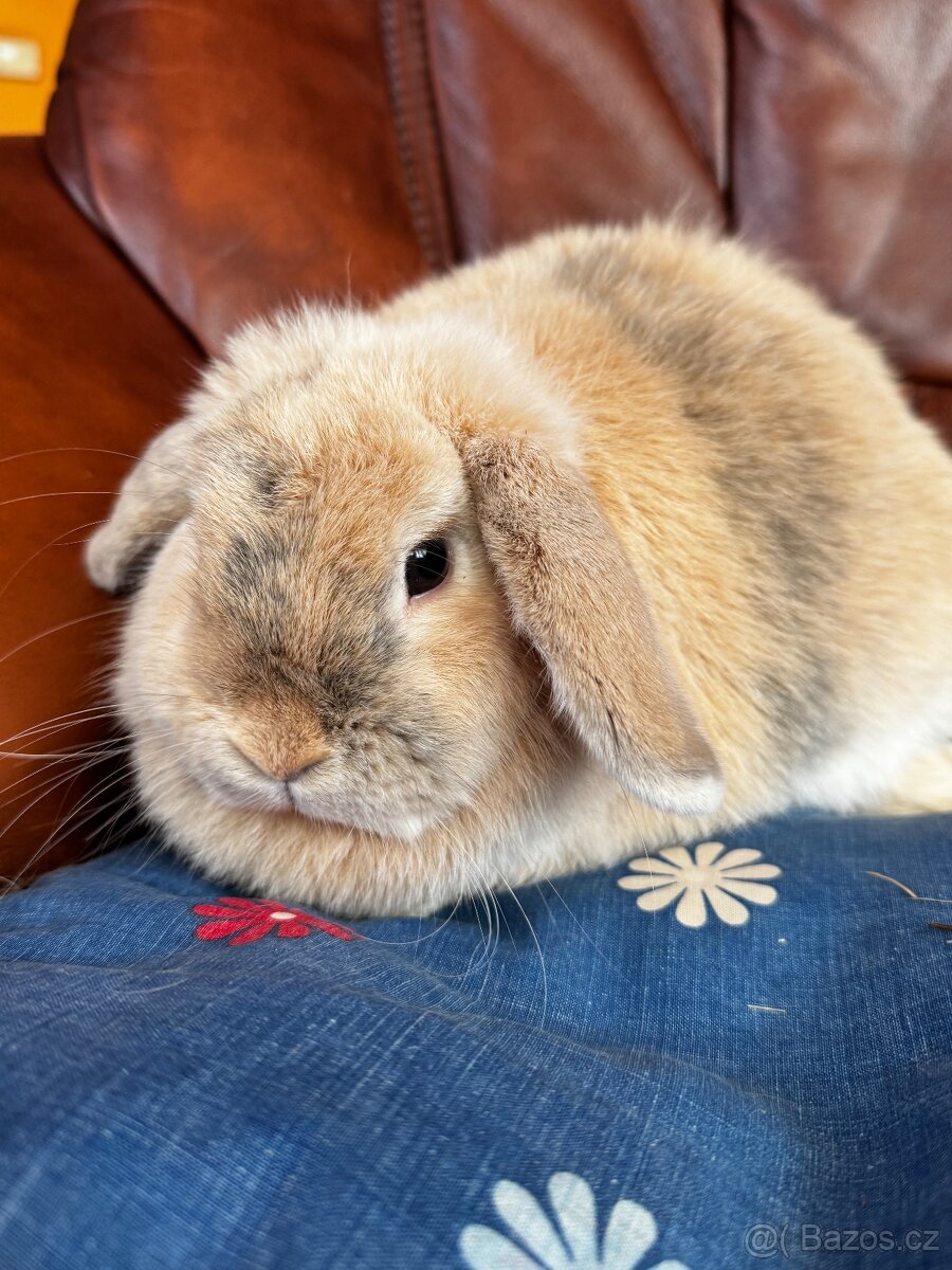 Minilop samičky - 2