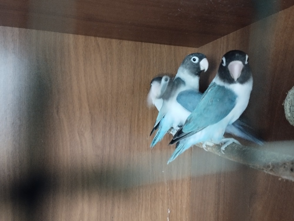 Agapornis fischer - 2