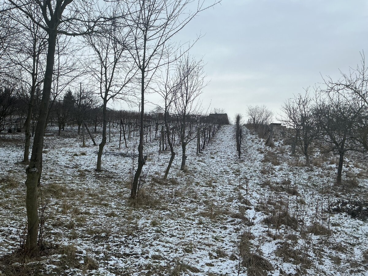 Prodám vinohrad - 2
