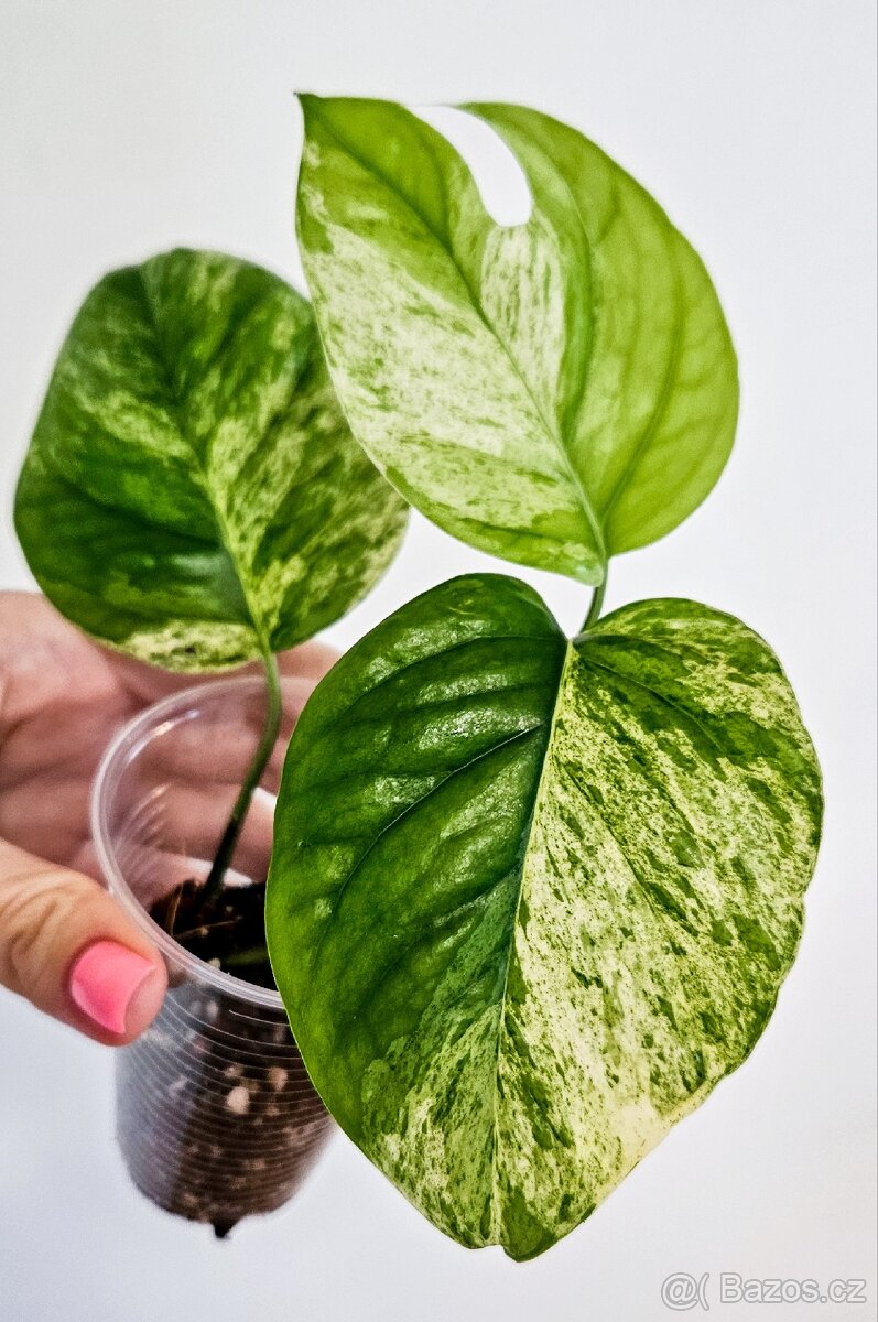 Epipremnum Pinnatum Marble Albo - 2