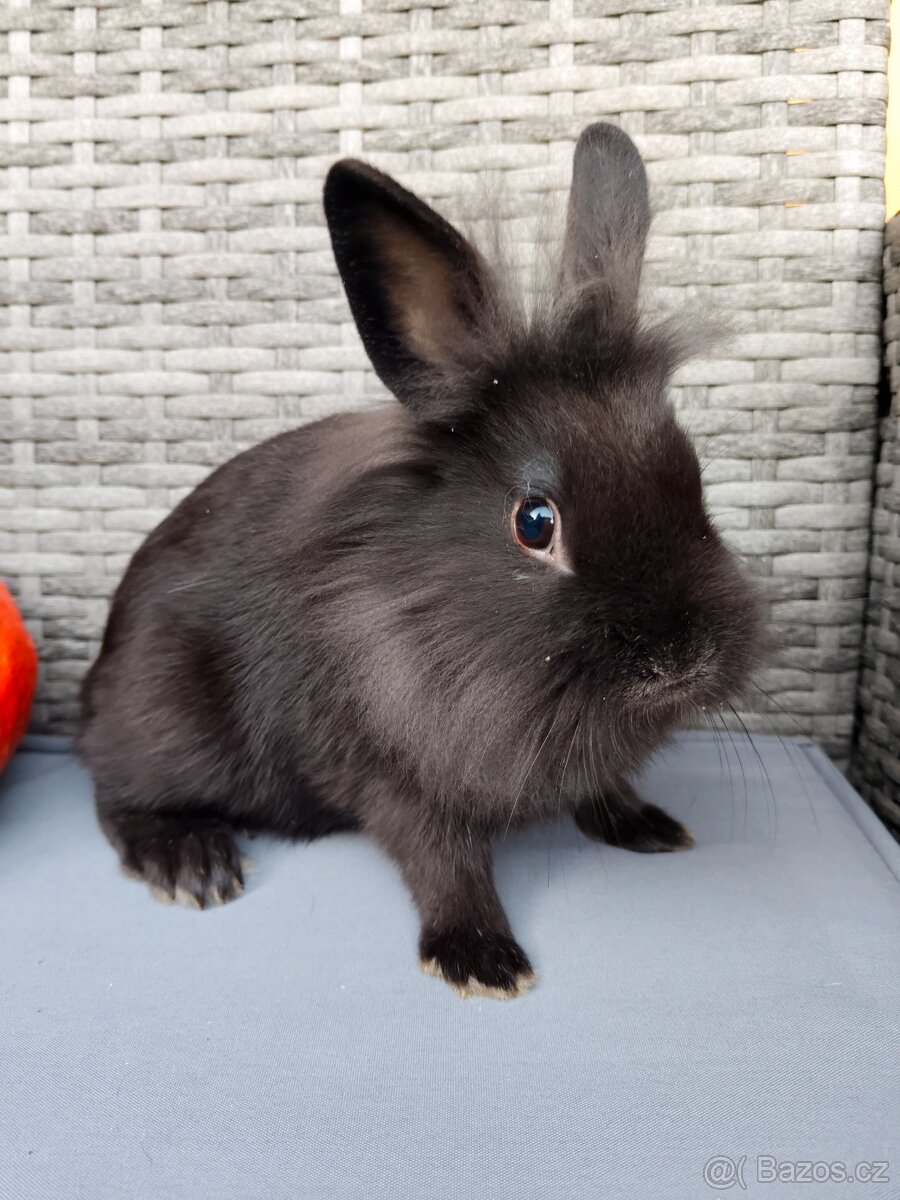 Zakrslý králíček - králík - lvíček samička Tess - 2