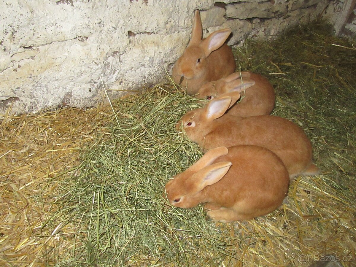 Burgundský králík - masné plemeno - 2