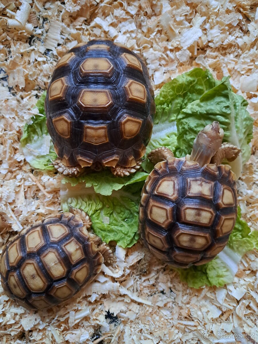 Suchozemská želva ostruhatá - 2