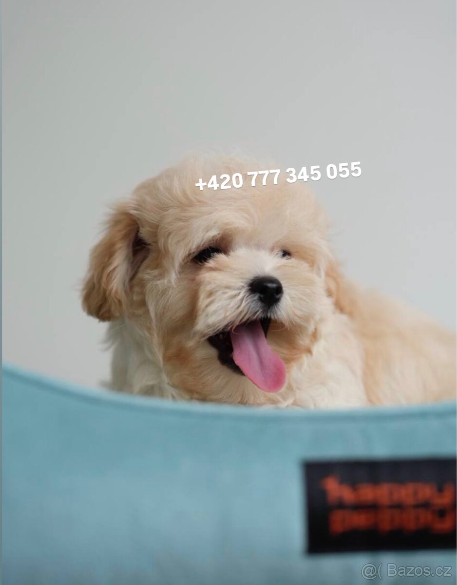 Maltipoo chlapeček ve světlé karamelové barvě - 2