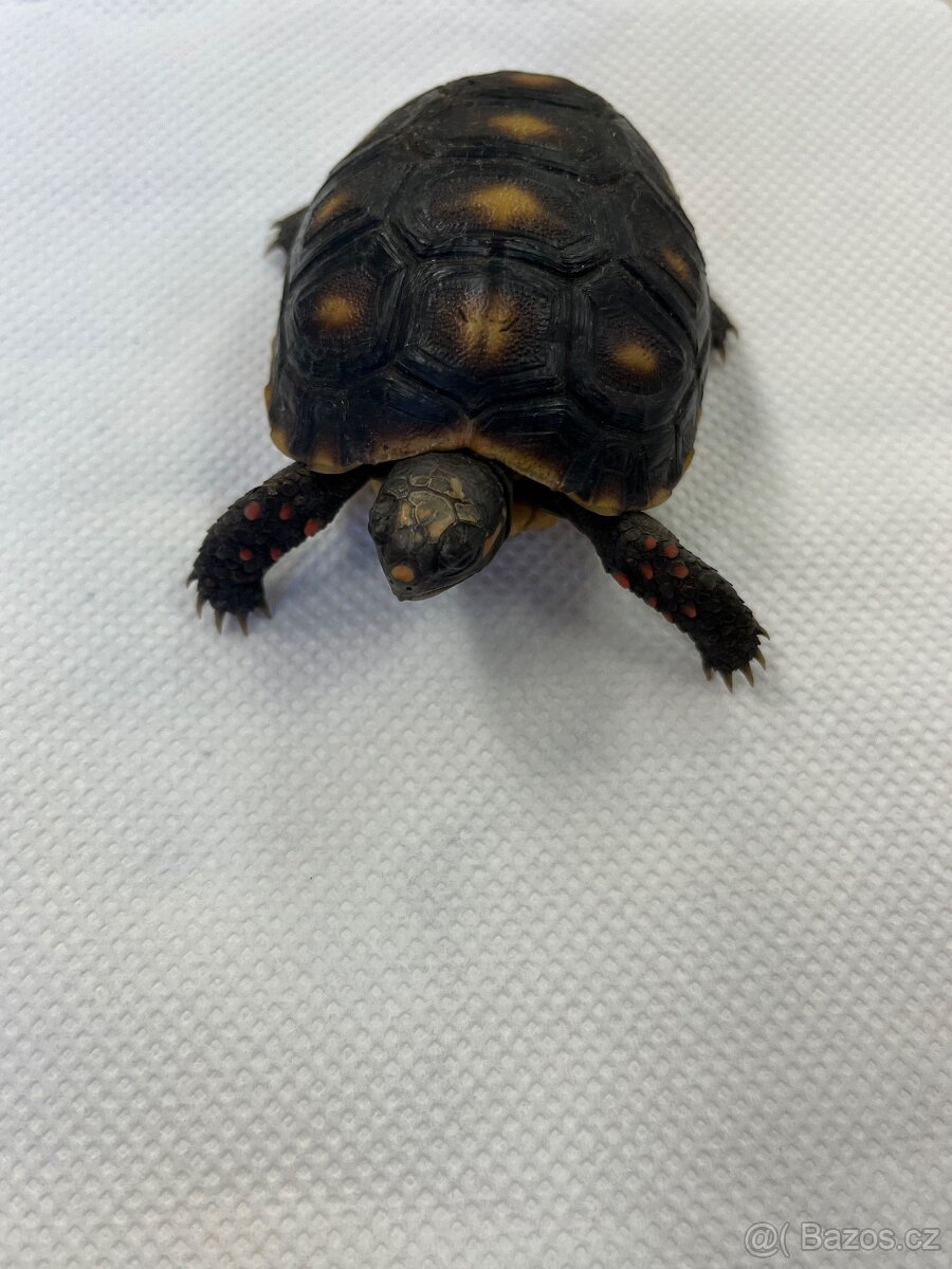 Želva uhlířská - 2