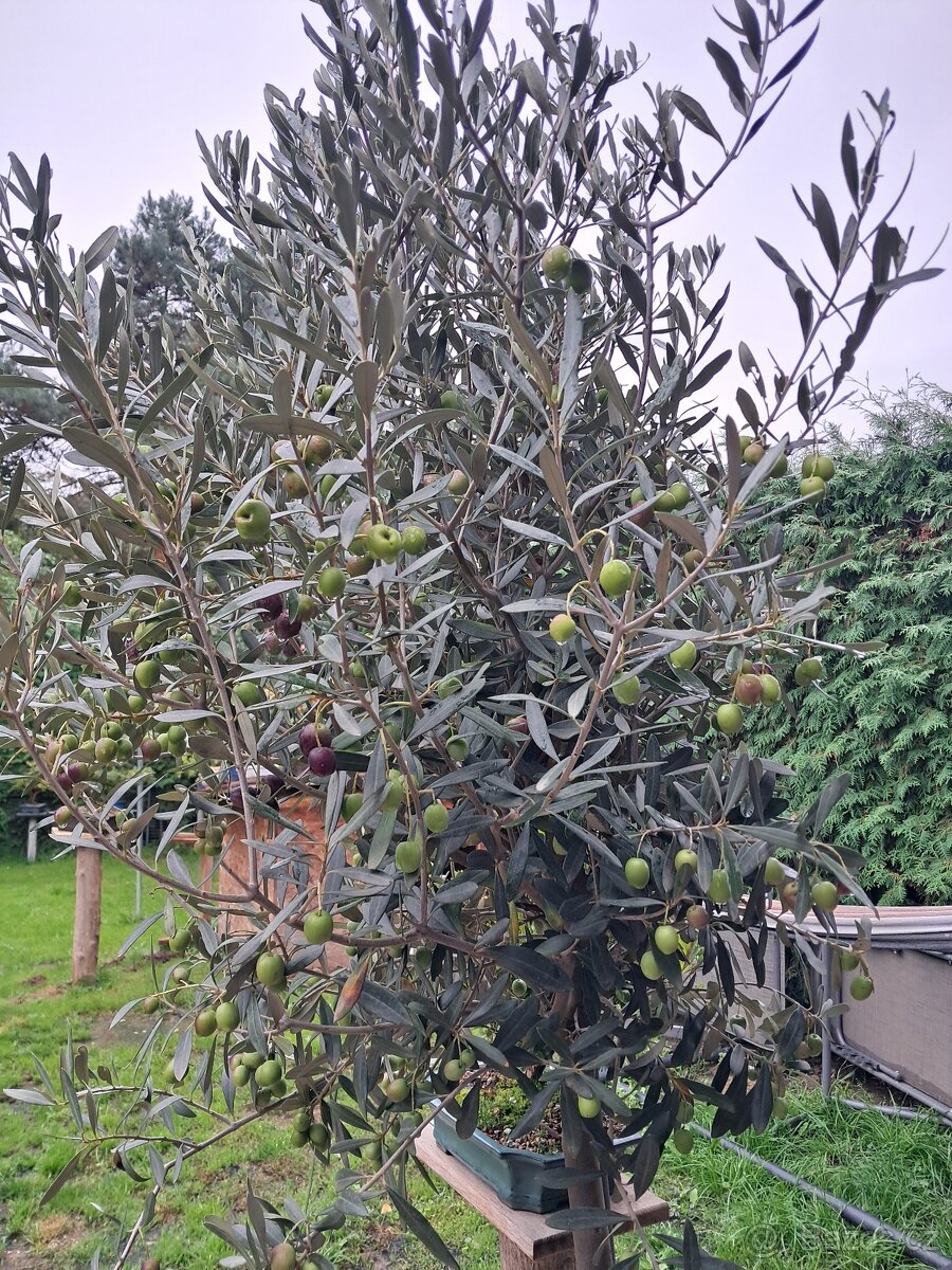 Olivovnik - 2