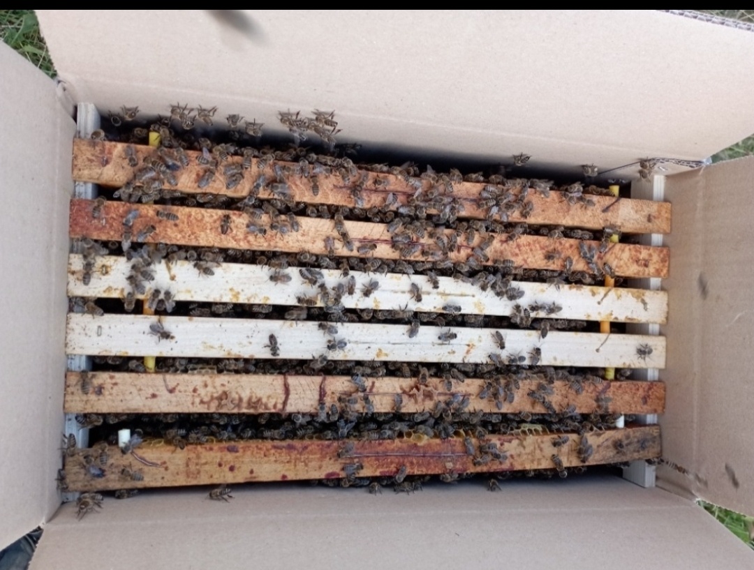 Včelí oddělky 2026 na rám. míře 39x24 - 2