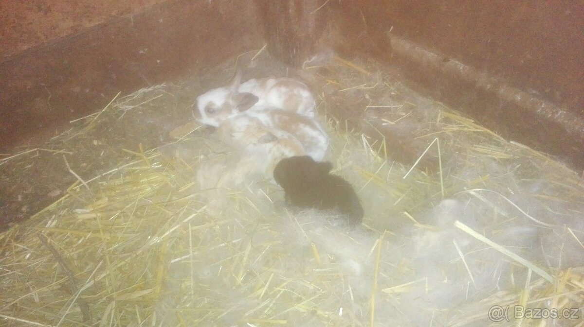Nabízím z prodeji králíčky - 2