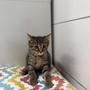 Milo, půlroční tygřice - 2