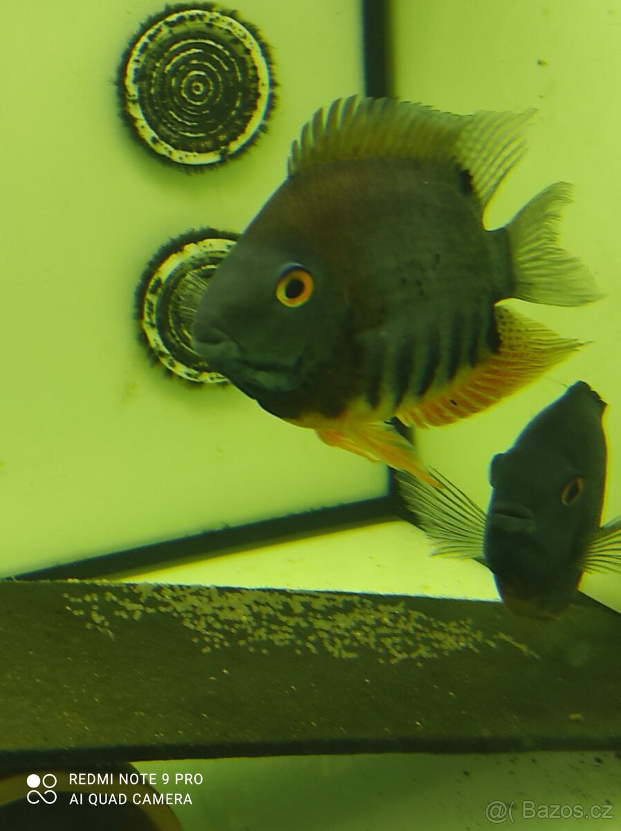 Heros sp. rotkeil - 2