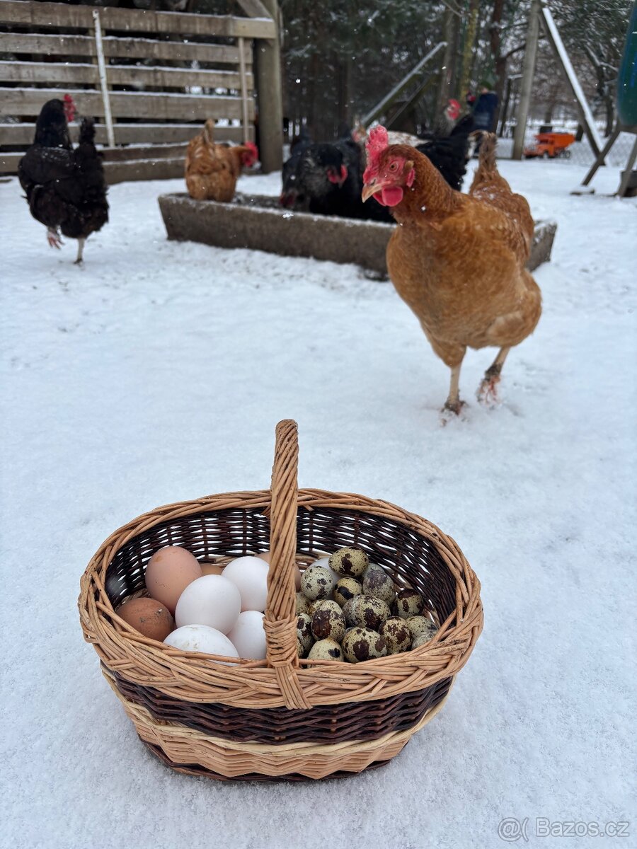 Křepelčí vejce - 2