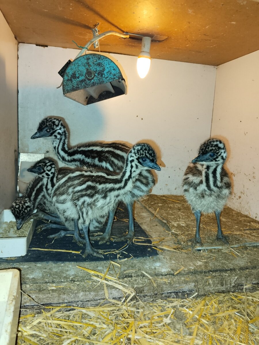 Kuřata pštros - 2