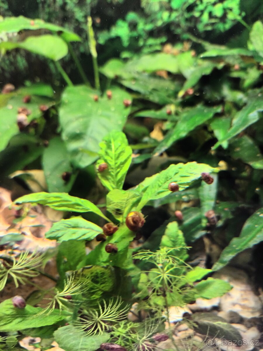 Akvarijní šneci - 2