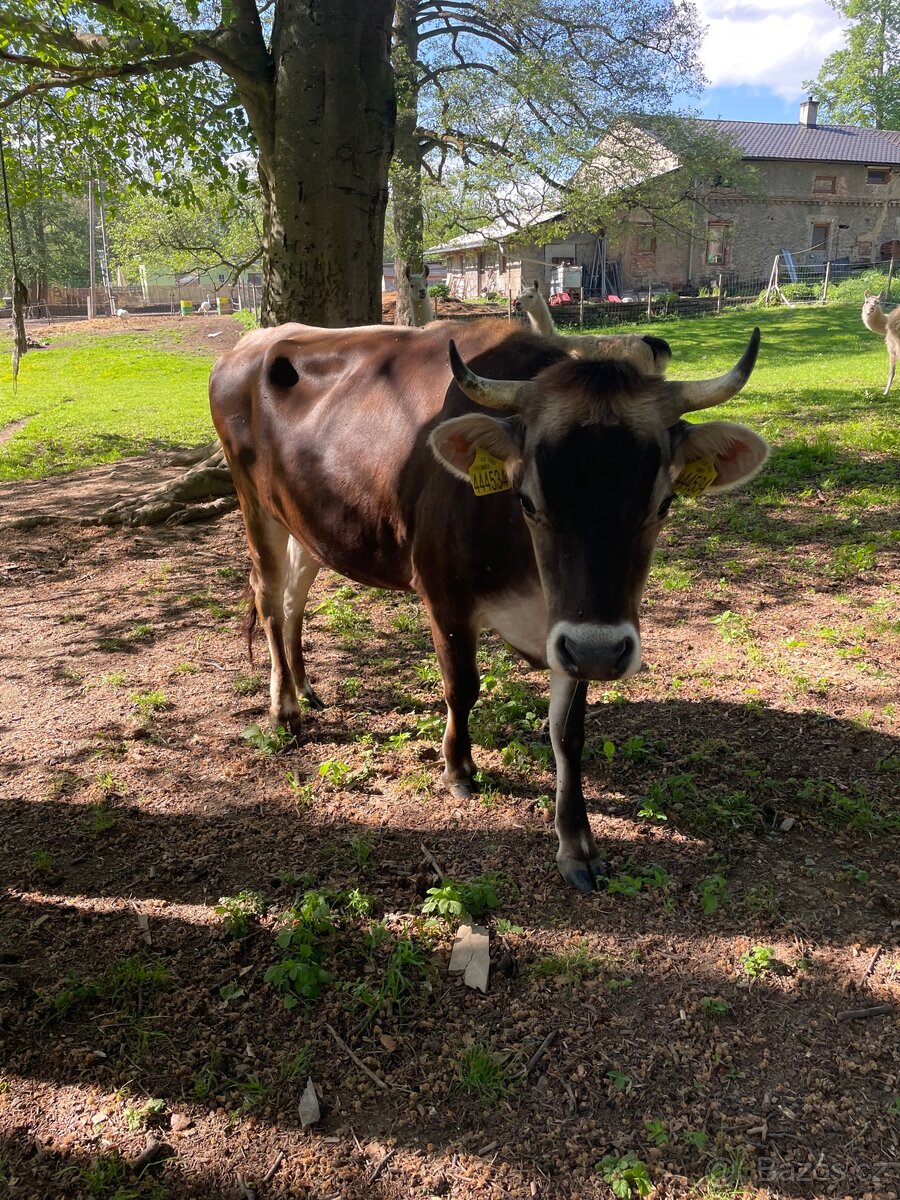 Jalovice - 2