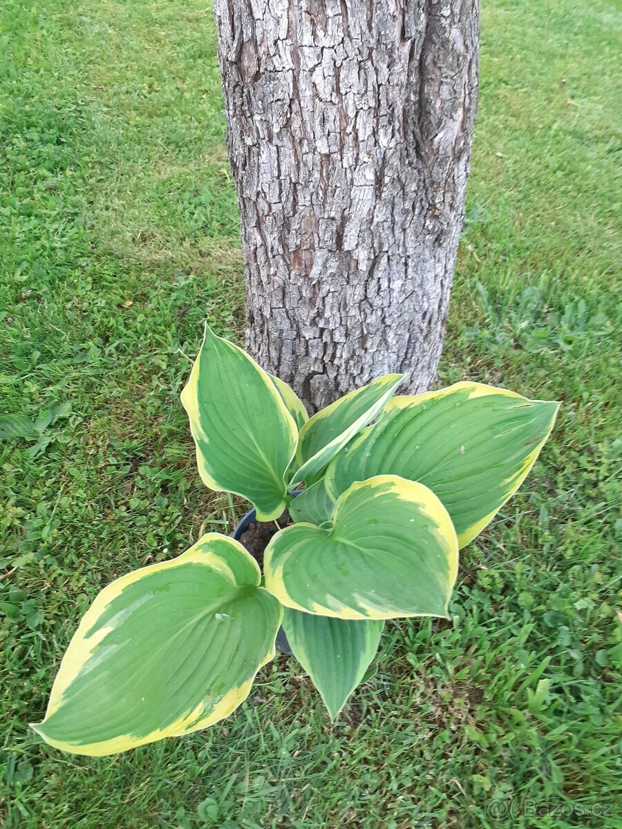 Bohyška-Hosta - 2