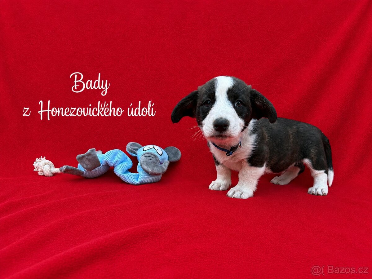 Welsh corgi cardigan - 2