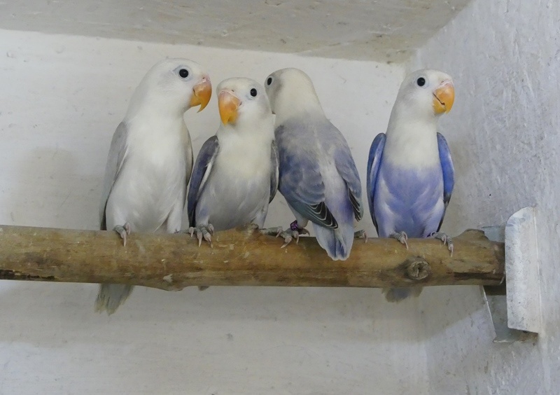 Agapornis fischeri - 2