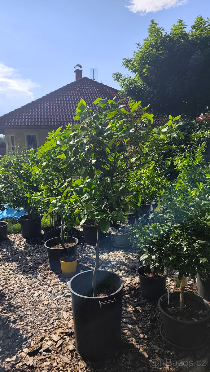 Prodám citrus Medica Maxima č.27 - 2