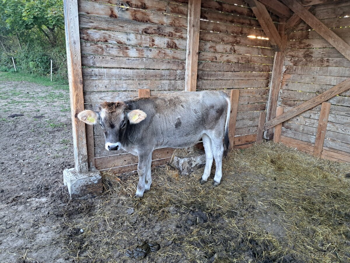 jalovička 7 měsíců - 2