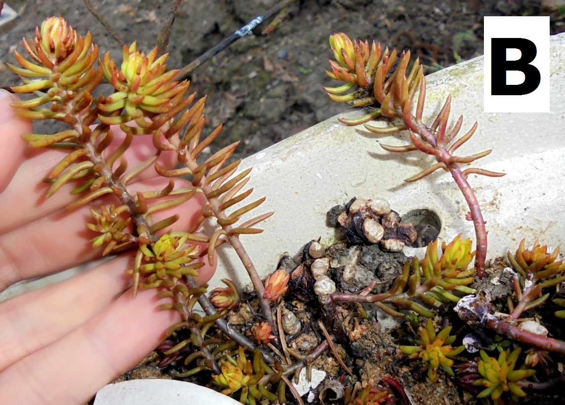 Skalničky - rozchodník - různé druhy, i barevné - 2