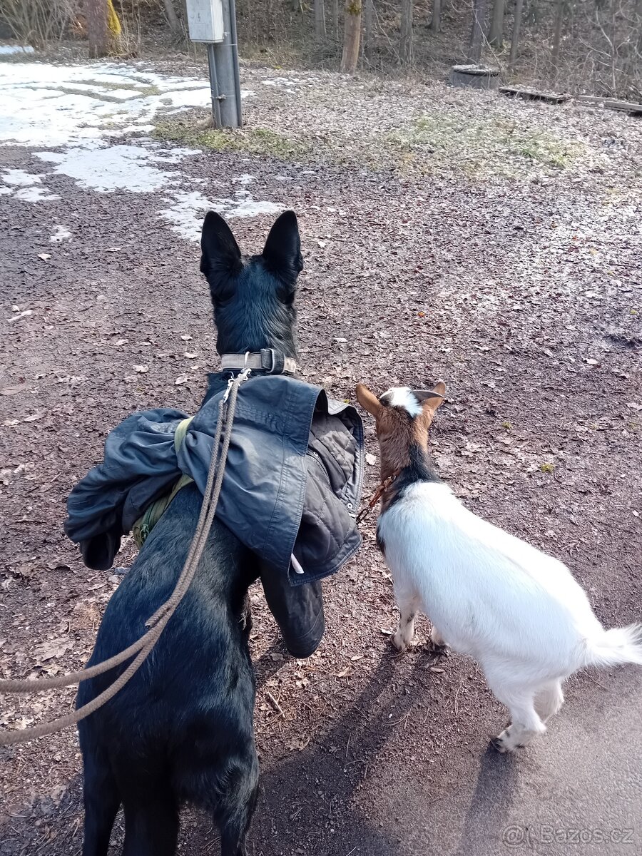 krytí německým ovcakem - 2