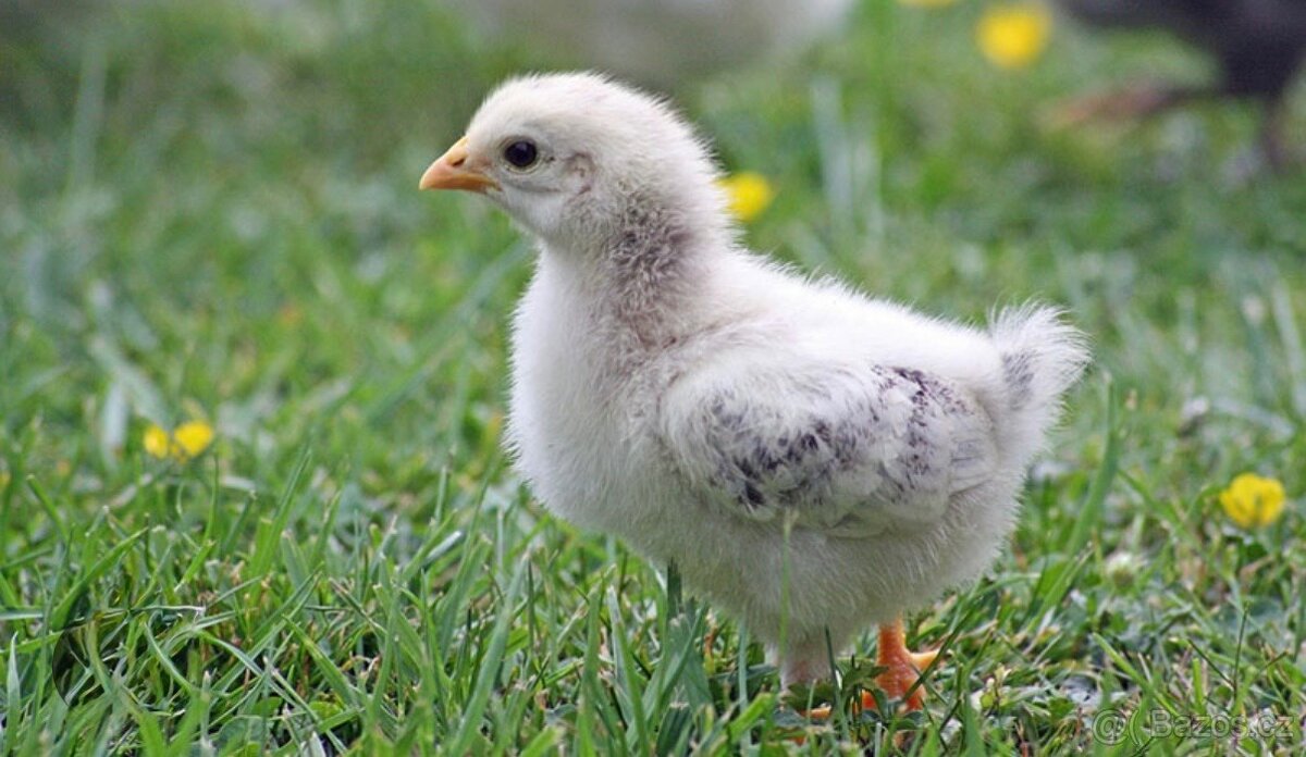 Daruji slepice a kuřátka,kraliky - 2