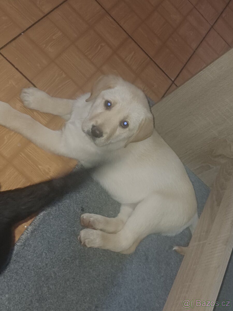 Štěňátka Labradora - 2