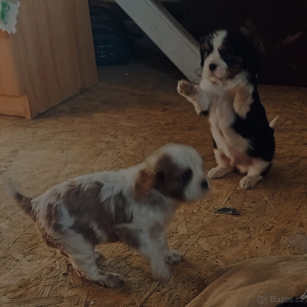 Kavalír king charles španěl - 2