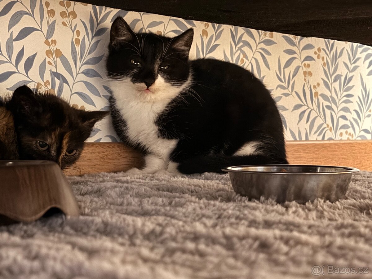 Kotě po veterinární péči - 2