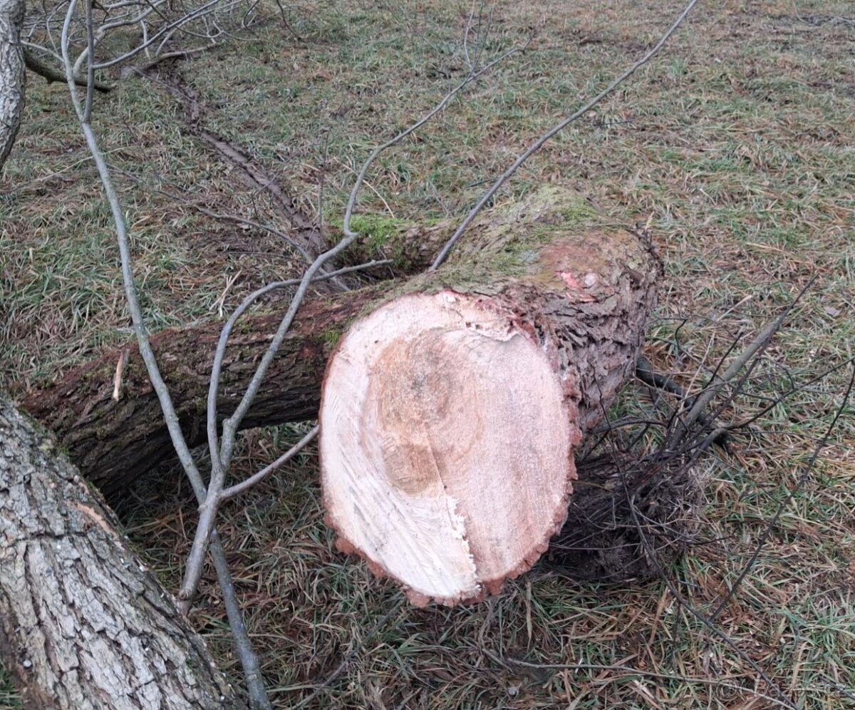 Palivové dřevo - 2