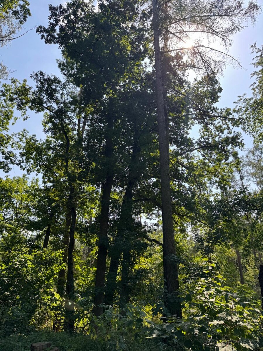 Prodej lesních pozemků v k.ú. Bolehošť - 2
