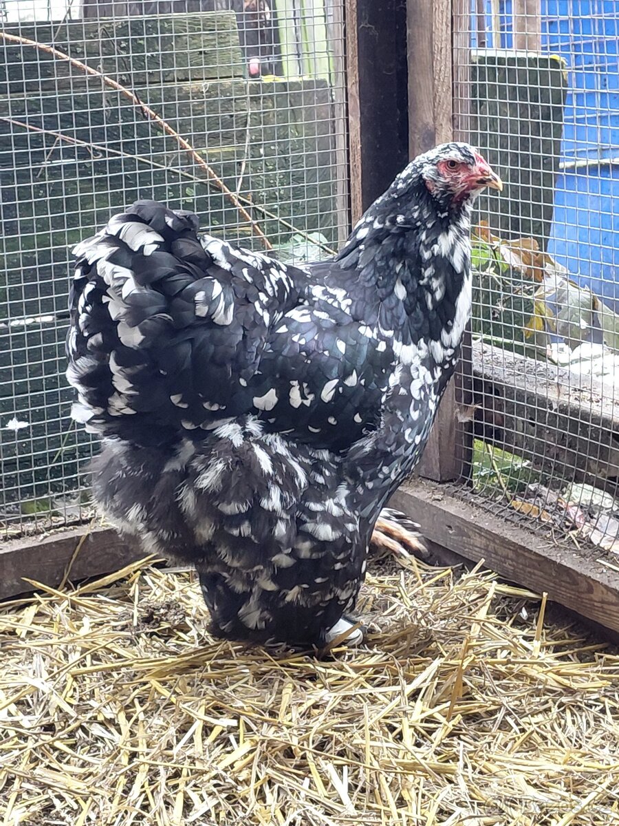 Nv brahmanka porcelanova a mottled - 2