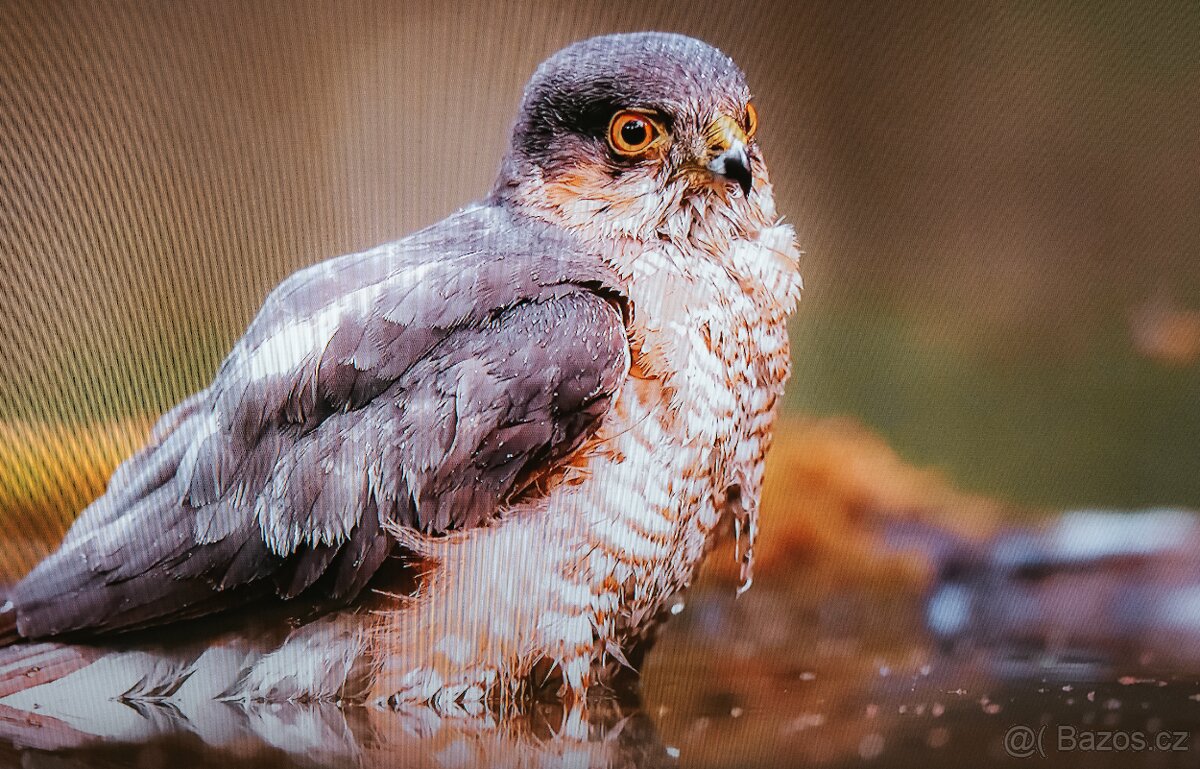 Televize Samsung UE32H5000 (32") - 2