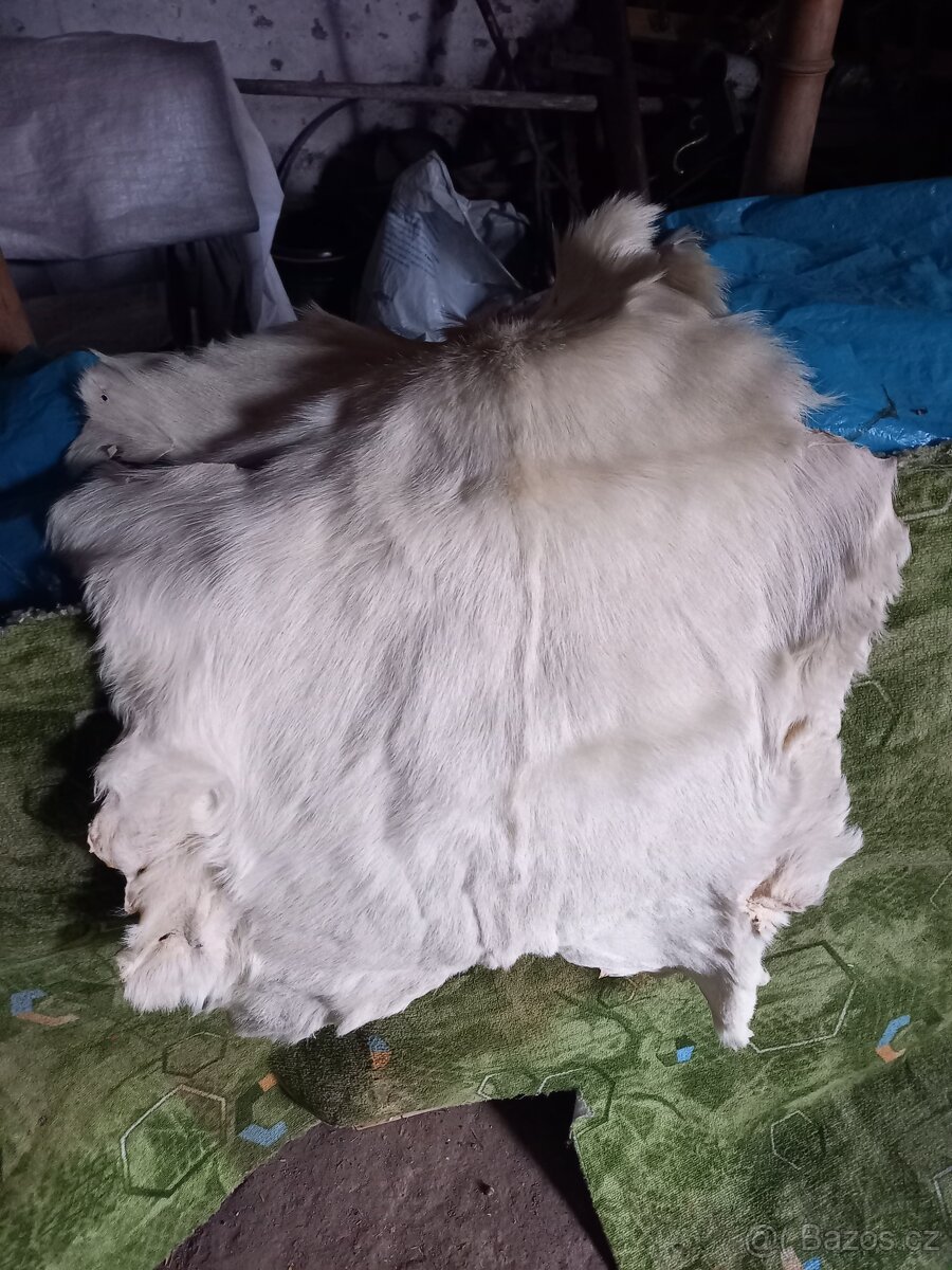 Kozí kůže - 2