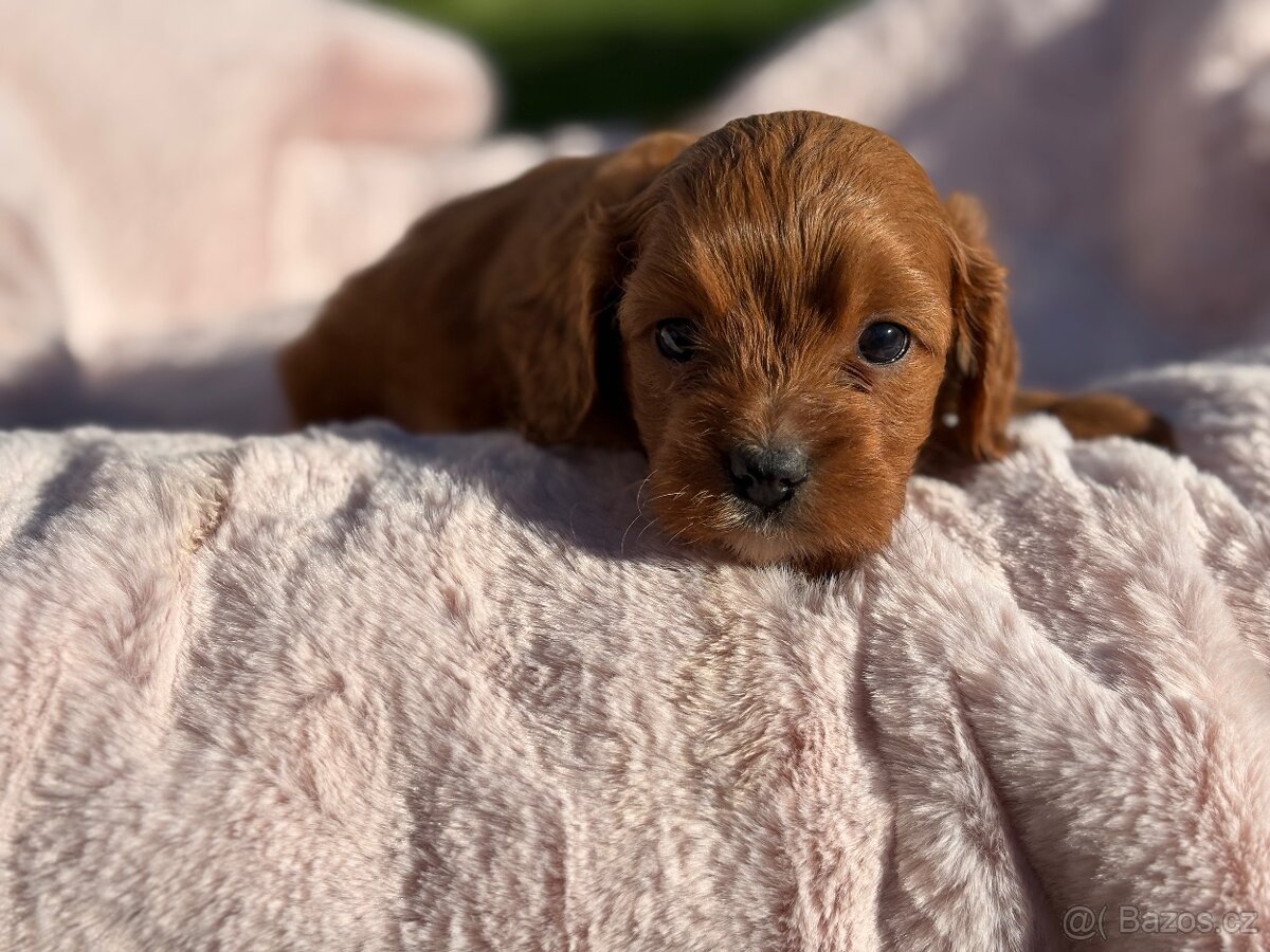 Cavapoo - 2