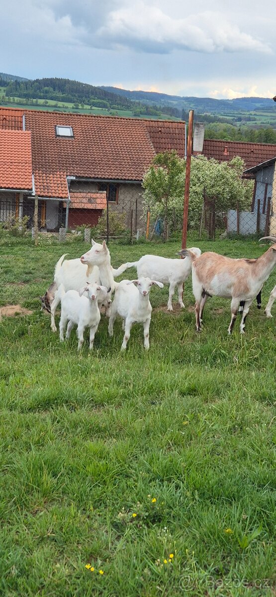 Kůzlata - prodej - 2