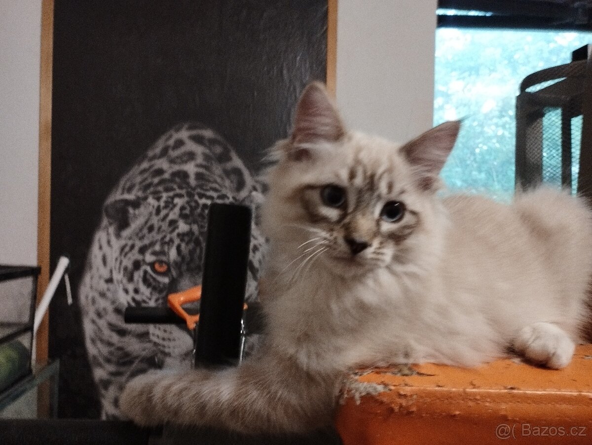 Ragdoll - 2