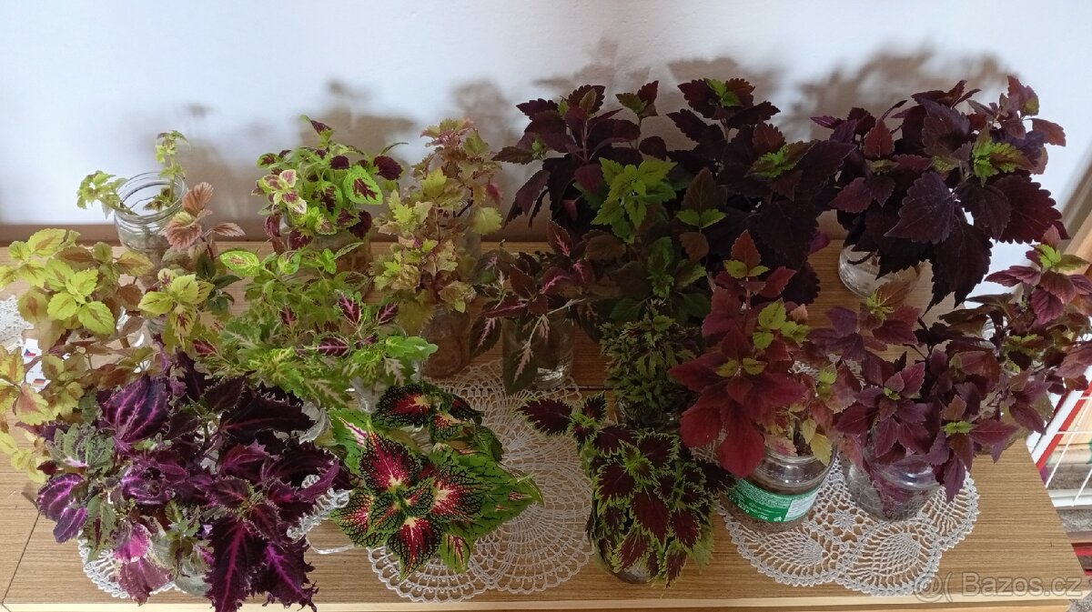 Africká barevná okrasná kopřiva - coleus - 2