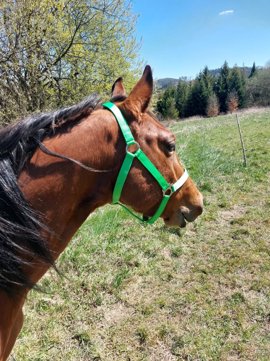 AQH valach - 2